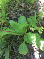 Dodecatheon pulchellum subsp. pauciflorum (Dur.) Hulten resmi