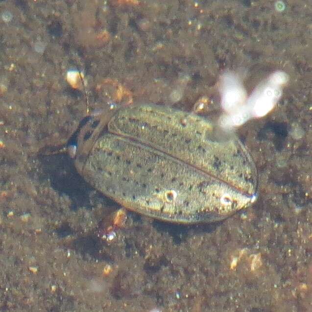 Image of Predaceous diving beetle