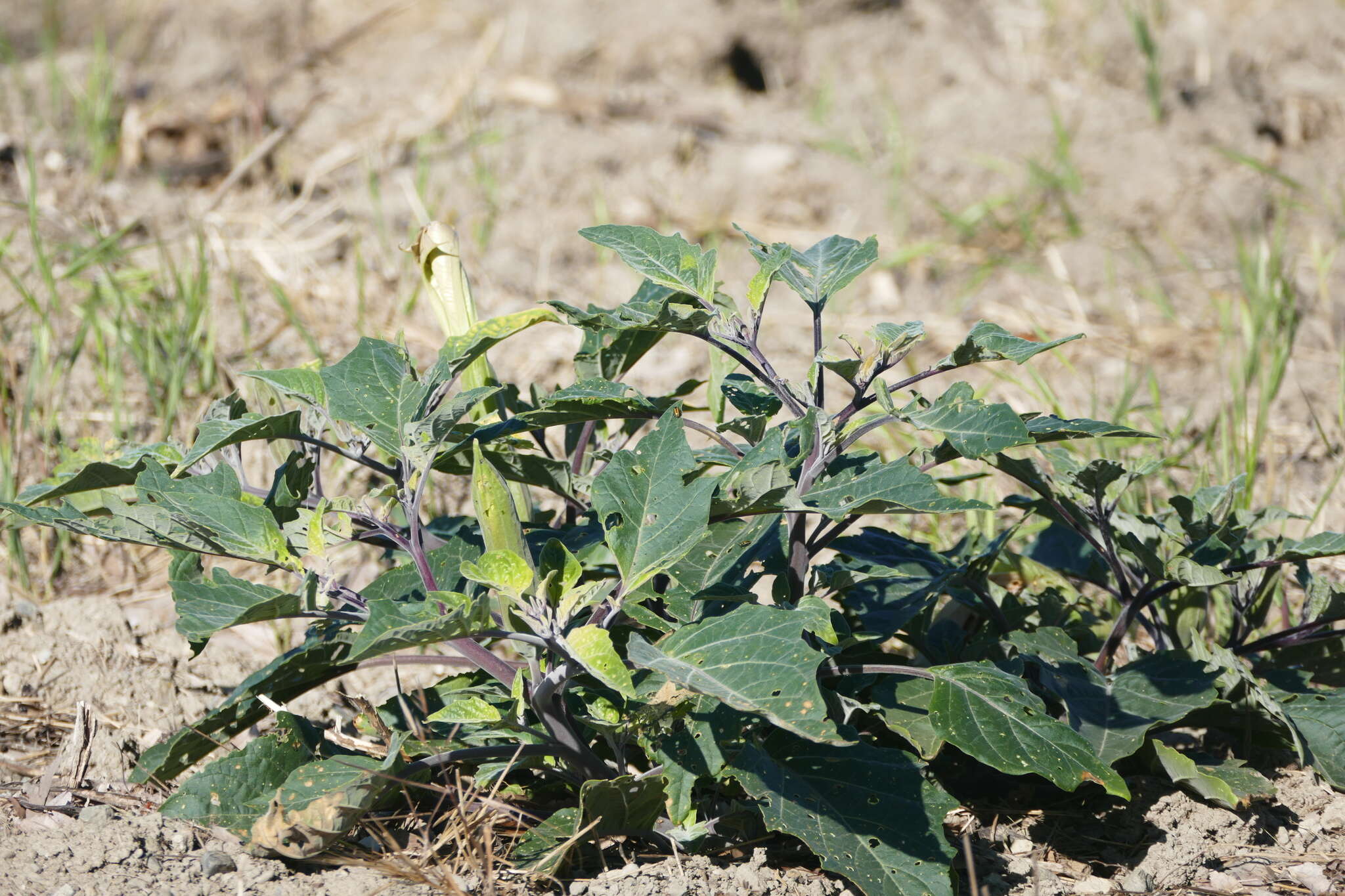 Imagem de Datura wrightii Hort. ex Regel