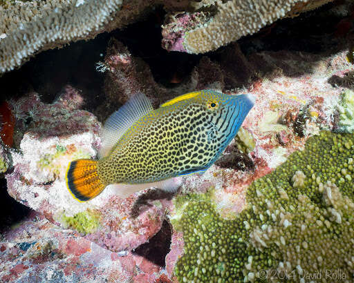 Image of Fantail filefish