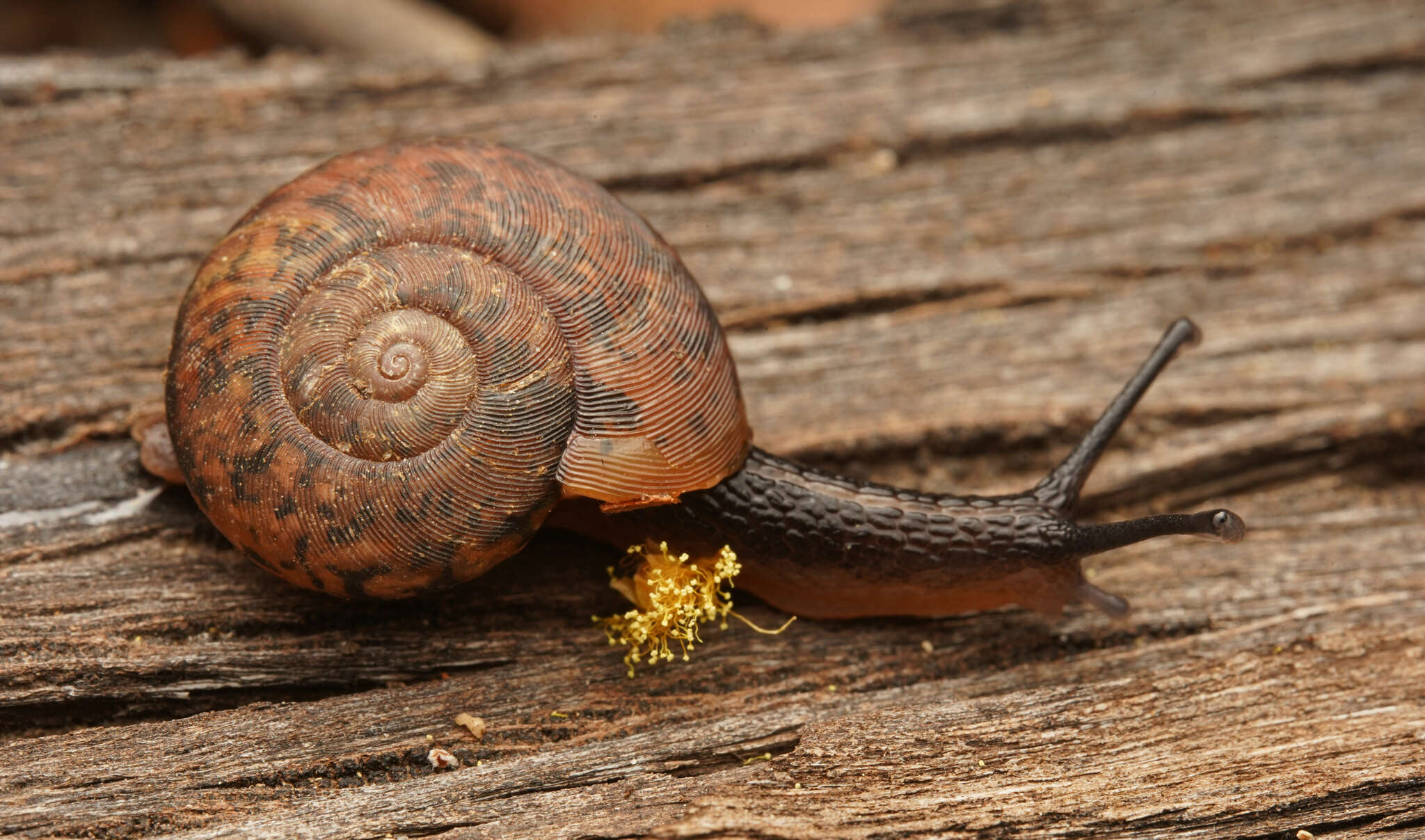 Image of Austrorhytida capillacea (Férussac 1832)