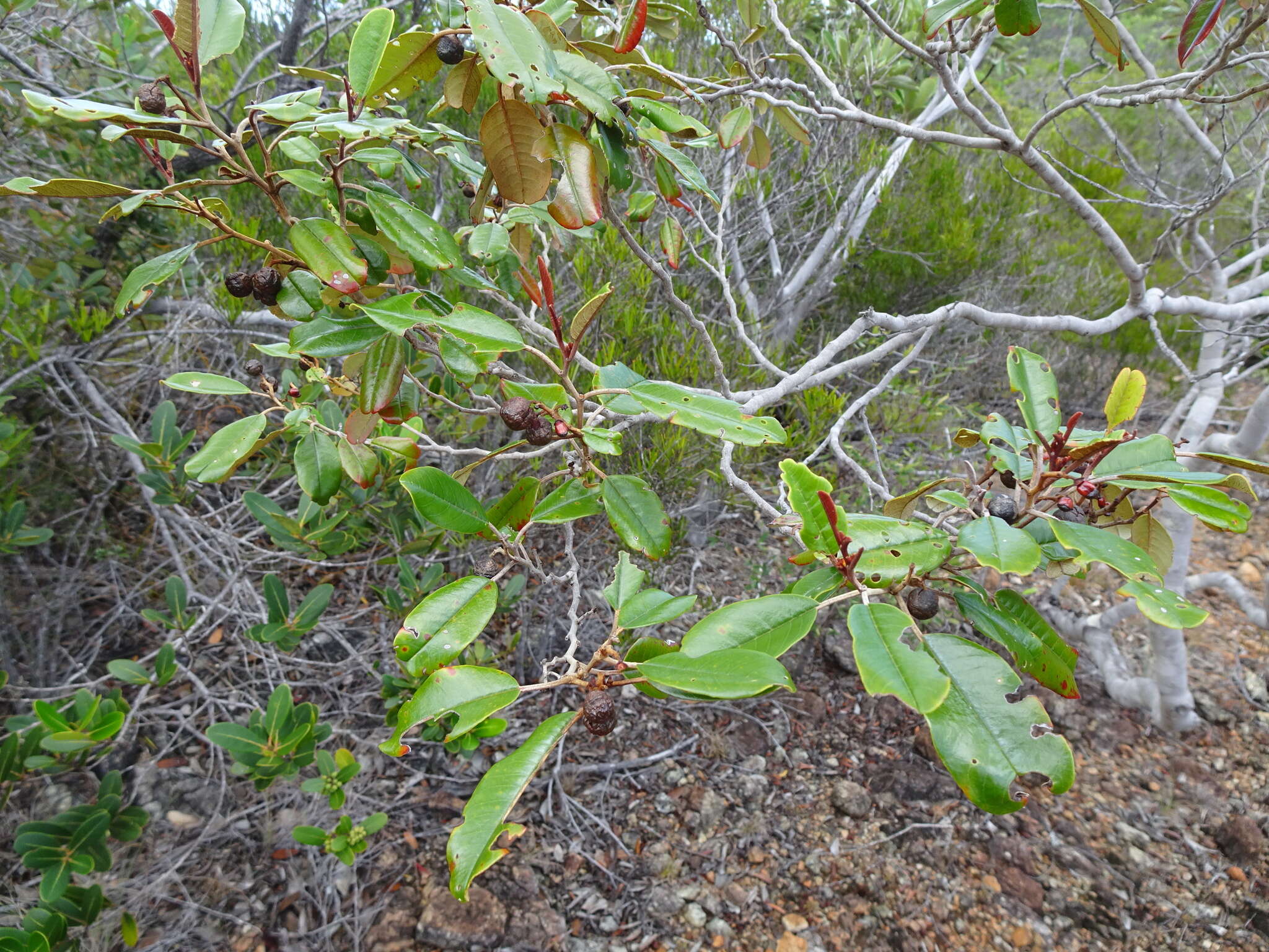 Image de Alphitonia neocaledonica (Schltr.) Guillaum.