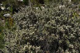 Image of Brunia microphylla Thunb.