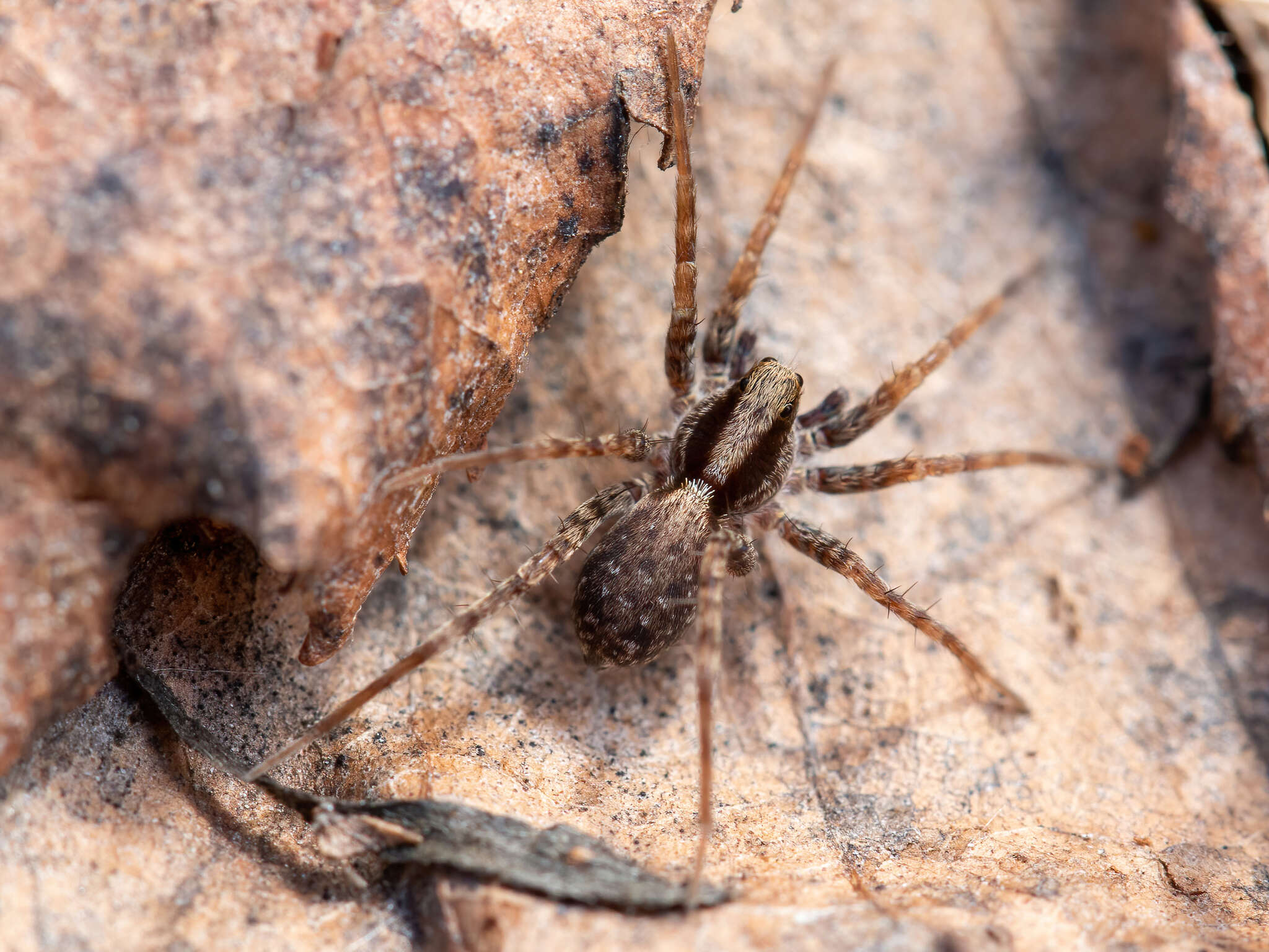 Image of Burnt wolf spider