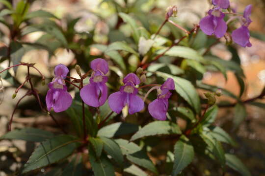 Image of Impatiens tangachee Bedd.