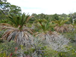 Image of Macrozamia fraseri Miq.