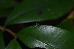 صورة Oarces reticulatus (Nicolet 1849)