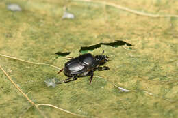 Image of Onthophagus illyricus (Scopoli 1763)