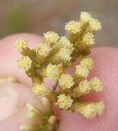 Image of Helichrysum asperum (Thunb.) Hilliard & Burtt