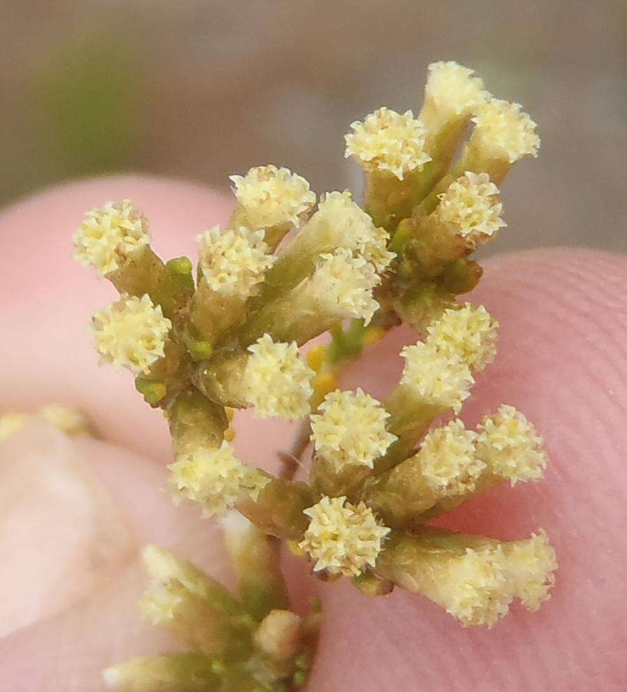 Image of Helichrysum asperum (Thunb.) Hilliard & Burtt