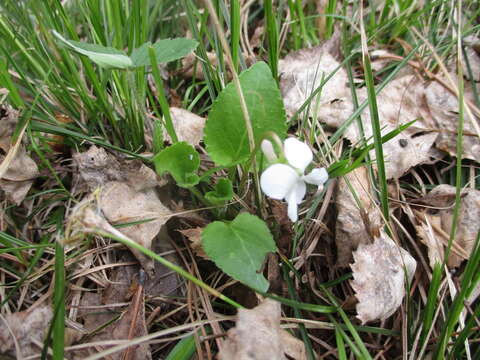 Image of Viola alexandrowiana (W. Beck.) Juz.