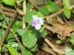 Sivun Ruellia repens L. kuva