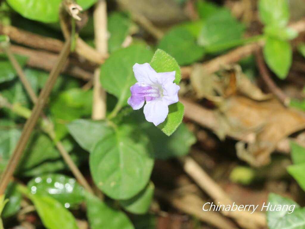 Image of Ruellia repens L.