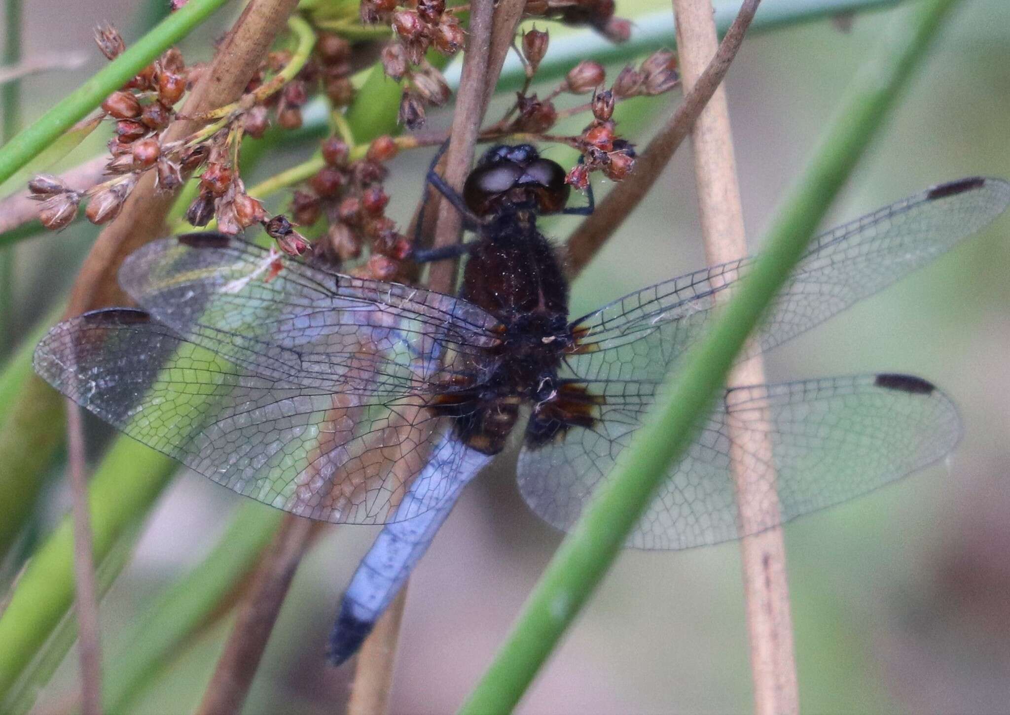 Erythrodiplax connata (Burmeister 1839) resmi