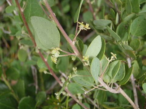 Image de Cissampelos capensis Thunb.