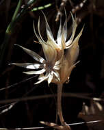 Image of Chardinia orientalis (L.) O. Kuntze