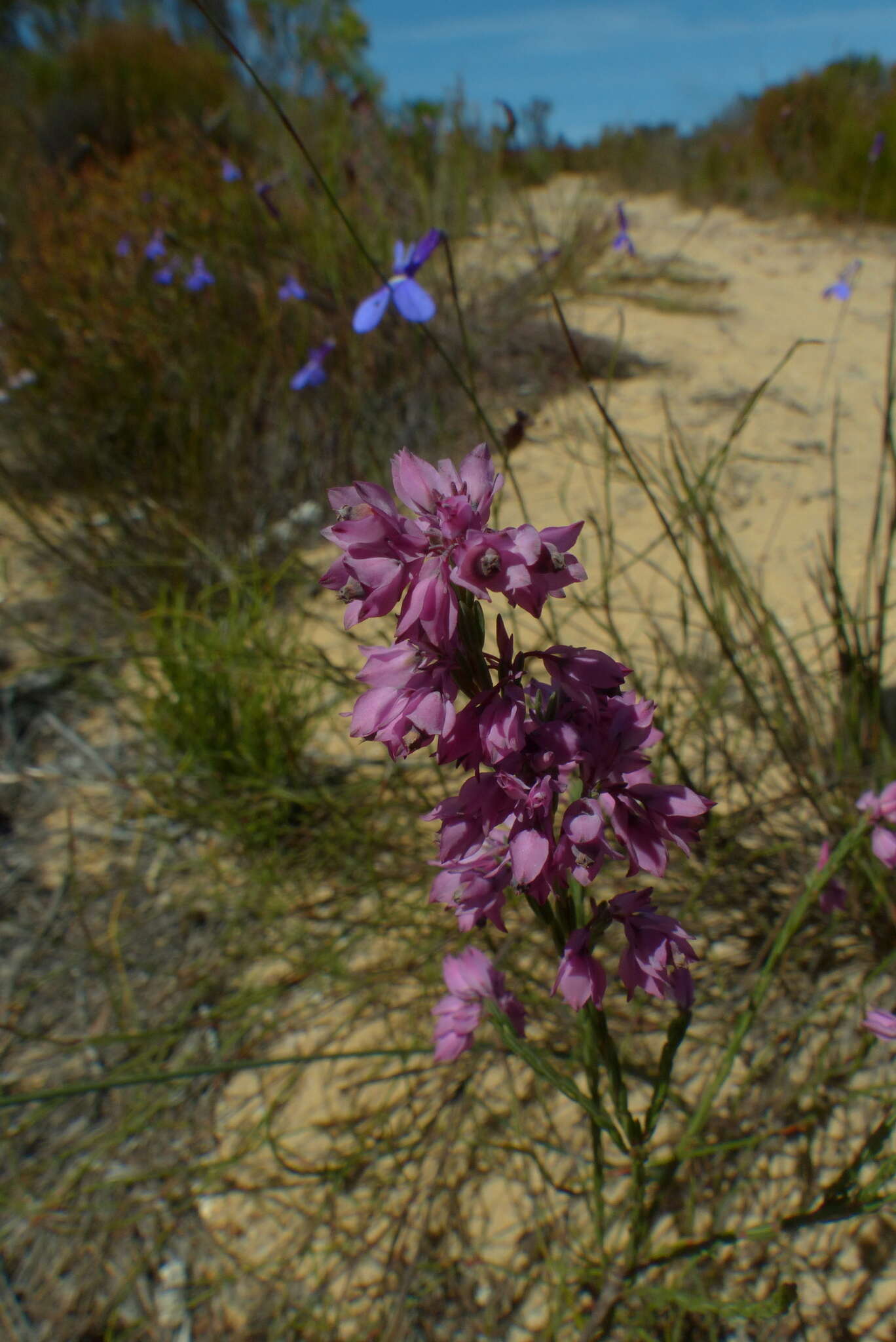 Image of Erica corifolia var. bracteata (Thunb.) Dulfer