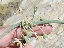 Image de Tradescantia occidentalis var. scopulorum (Rose) E. S. Anderson & Woodson