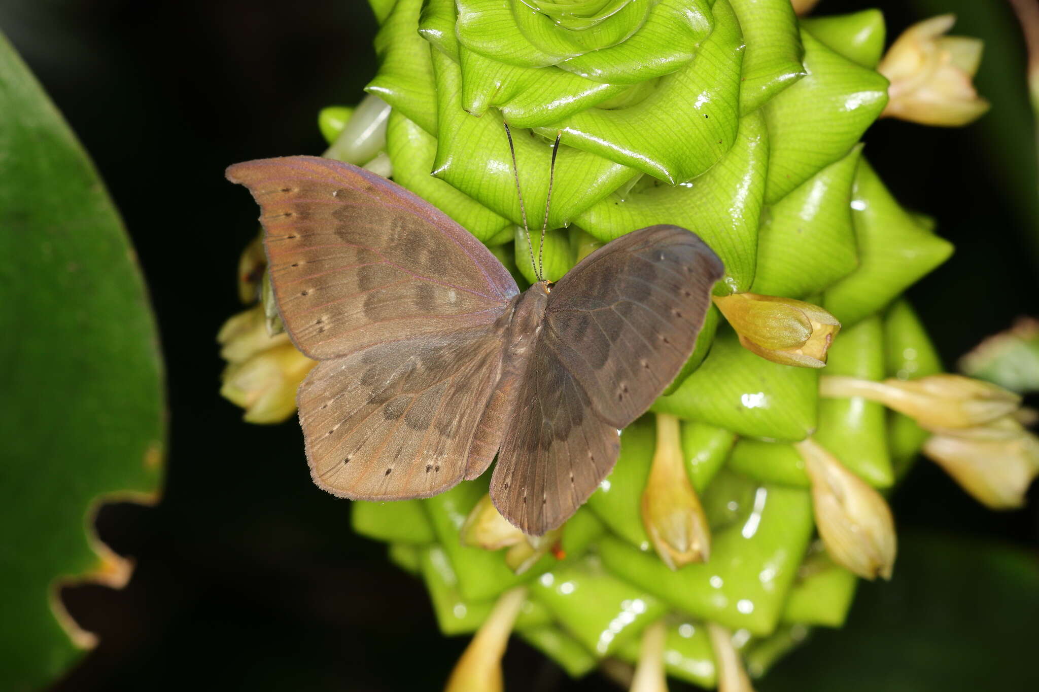 Image of Eurybia pergaea Geyer 1832