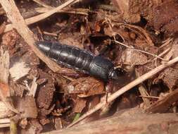 Ocypus (Angulephallus) brunnipes (Fabricius 1781) resmi