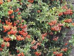 Image of Nepalese firethorn