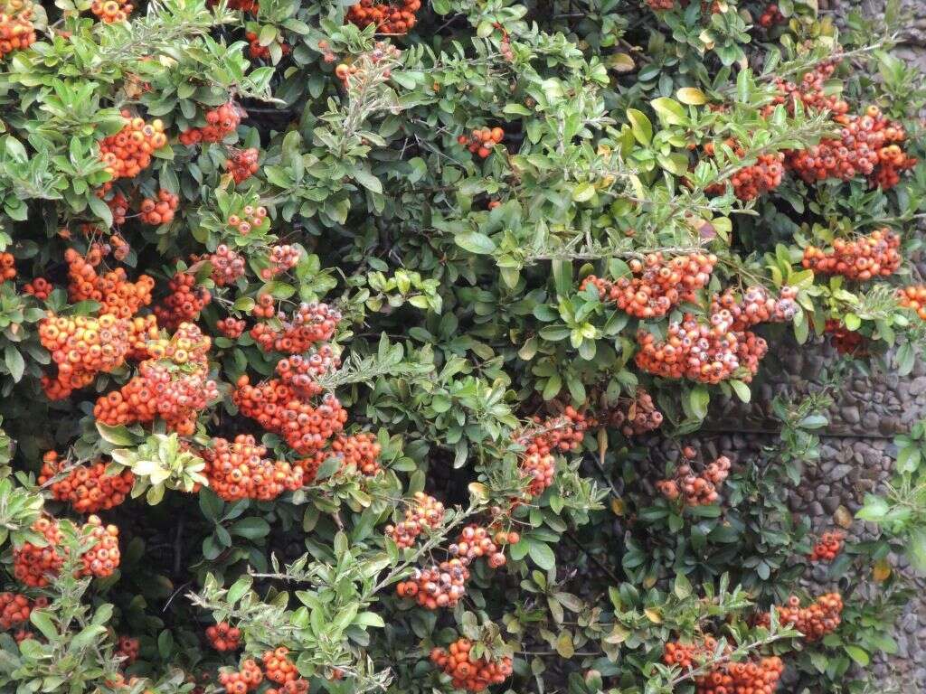 Image de Pyracantha crenulata (D. Don) M. Roemer