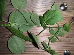 Image of Cuban copperleaf