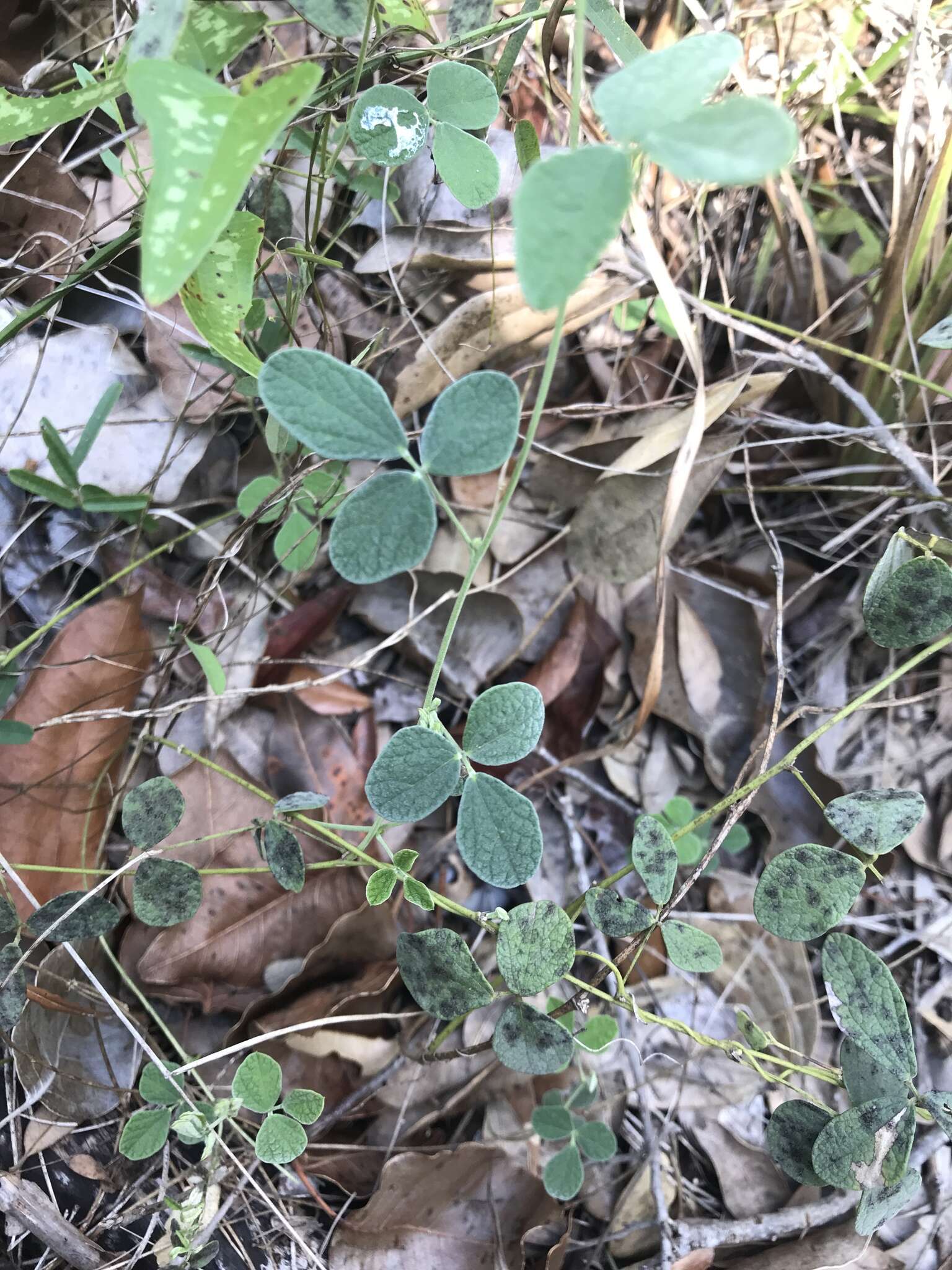 Image of small-leaf snoutbean