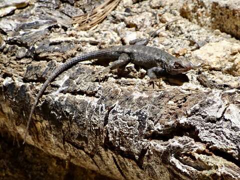 Image of Southern Sagebrush Lizard