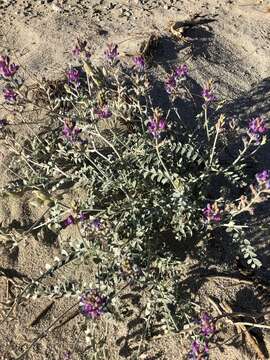 صورة Astragalus lentiginosus var. coachellae Barneby