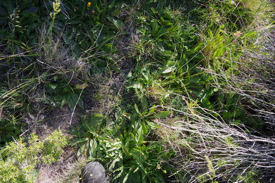 Image of Anderson's hawksbeard