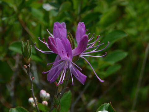 Слика од Rhododendron canadense (L.) Britton, Stern & Pogg.