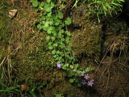 Image of Campanula arvatica subsp. adsurgens (Leresche & Levier) Damboldt