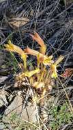 Image of clustered broomrape