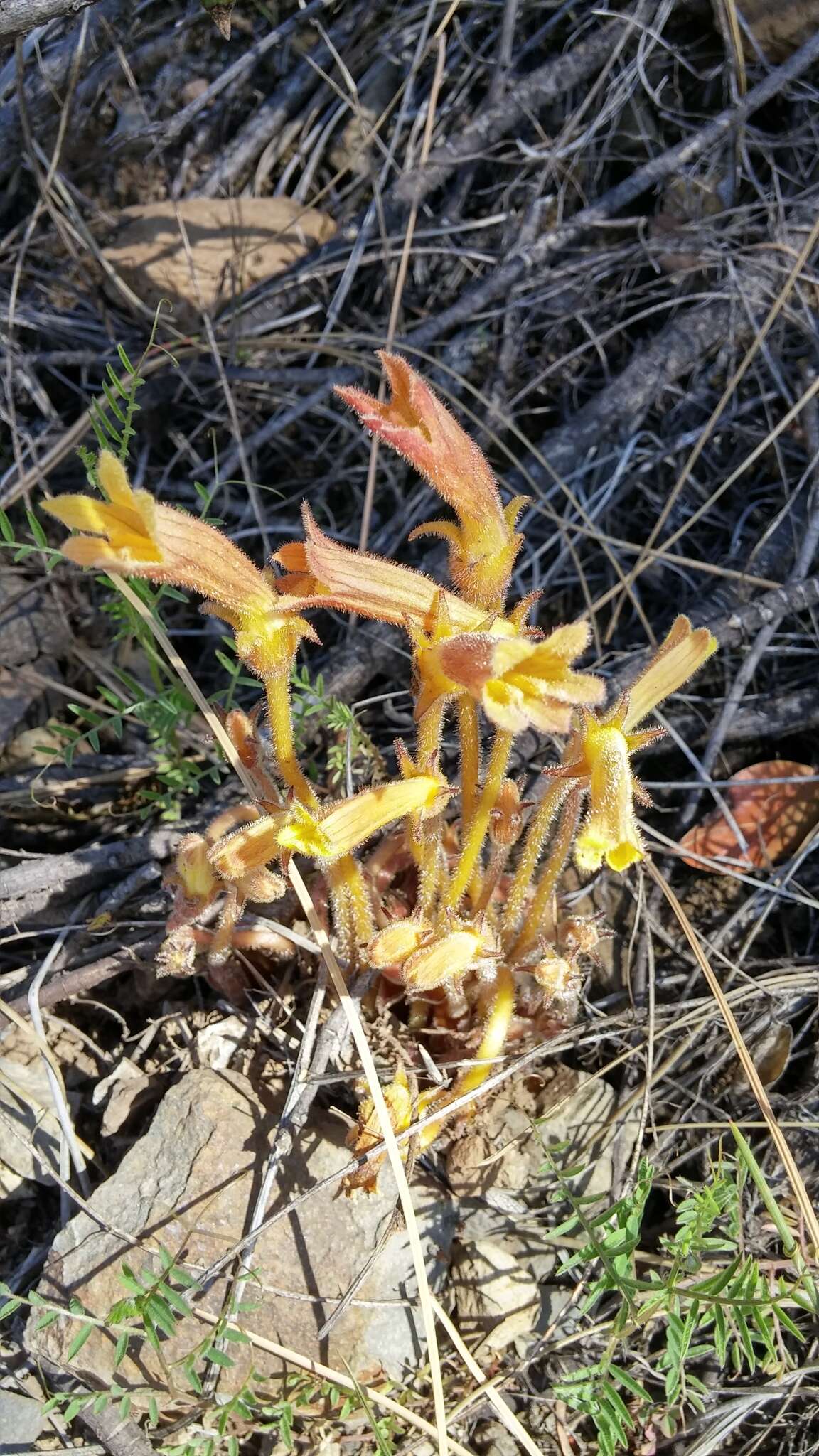 Image de Aphyllon fasciculatum Torr. & Gray