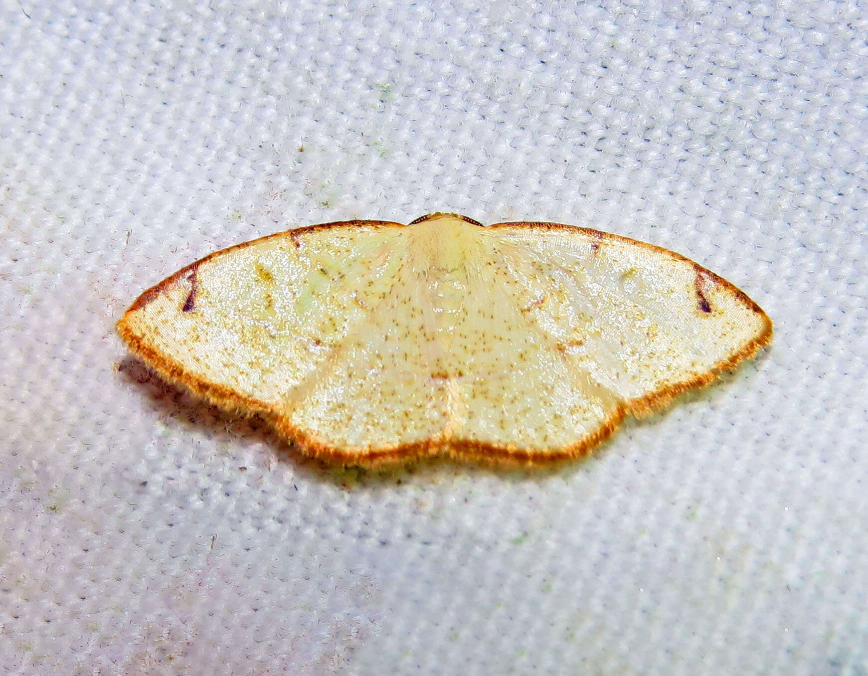 Plancia ëd Microxydia orsitaria Guenée 1858