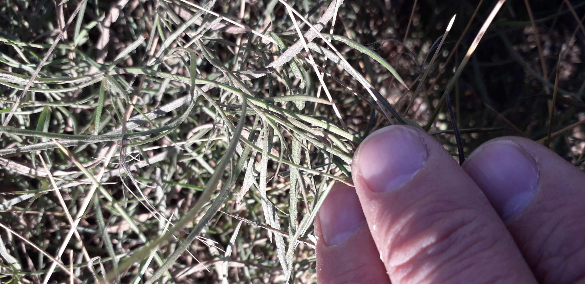 Image of Baccharis stenophylla Ariza Espinar