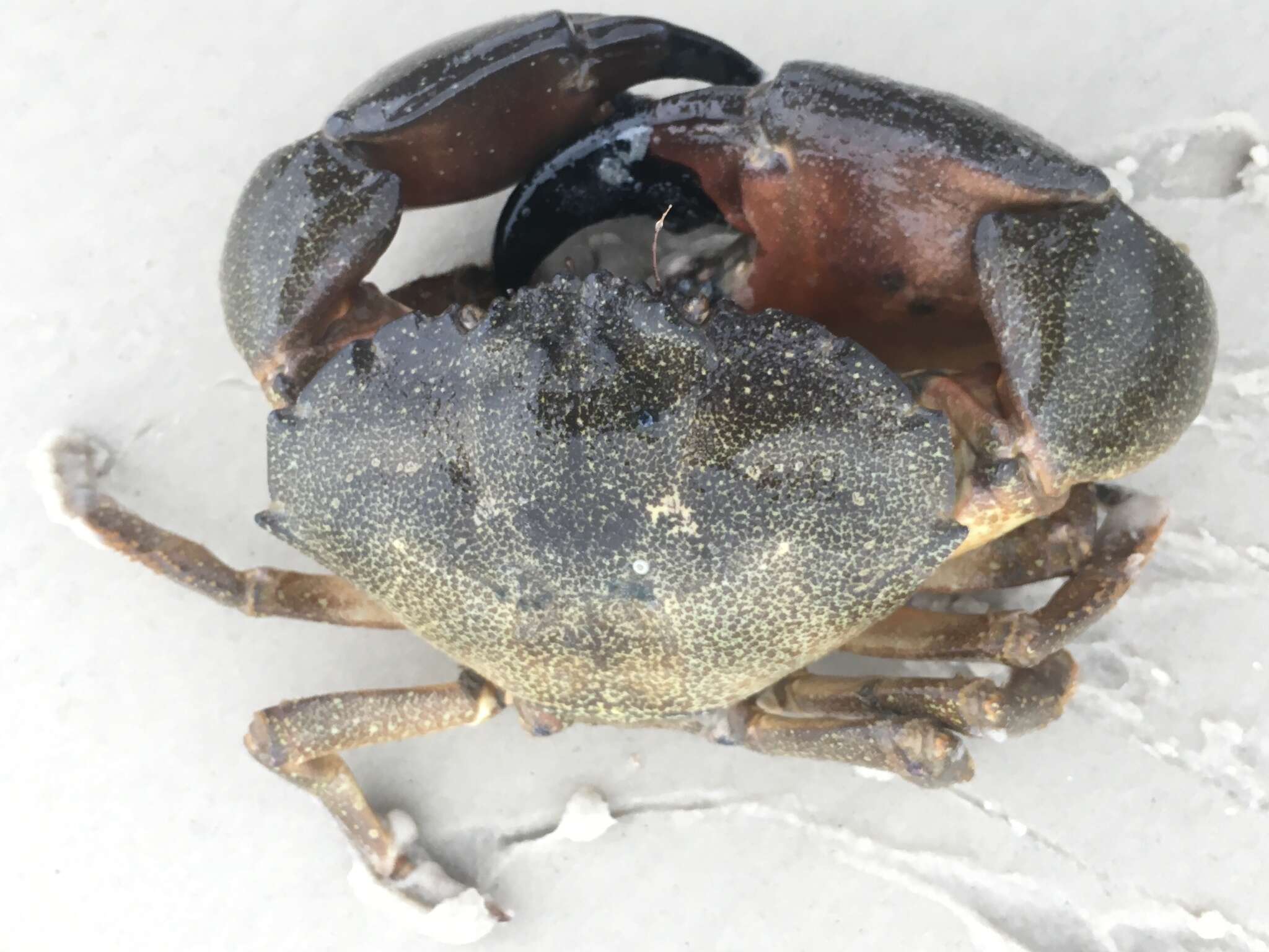 Image of Gulf stone crab