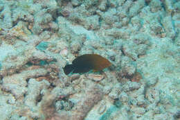 Image of Geoffroy's wrasse