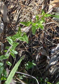 Image de Lobelia neglecta Schult.