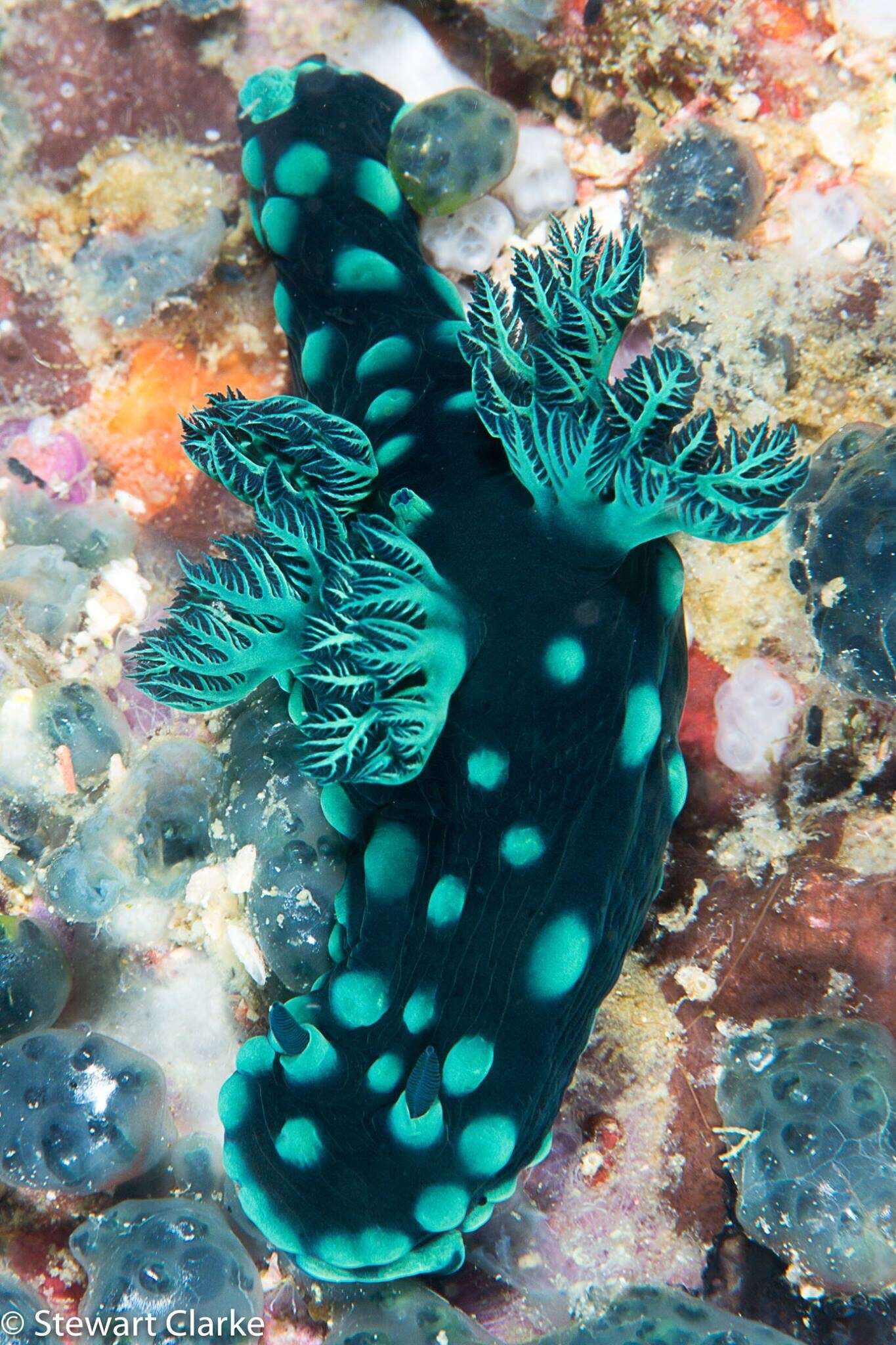 Image of Green spot black slug