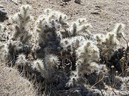 Image de <i>Cylindropuntia chuckwallensis</i>