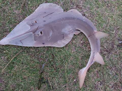 Image of Common Shovelnose Ray