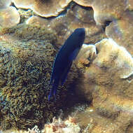 Image of Southern damsel