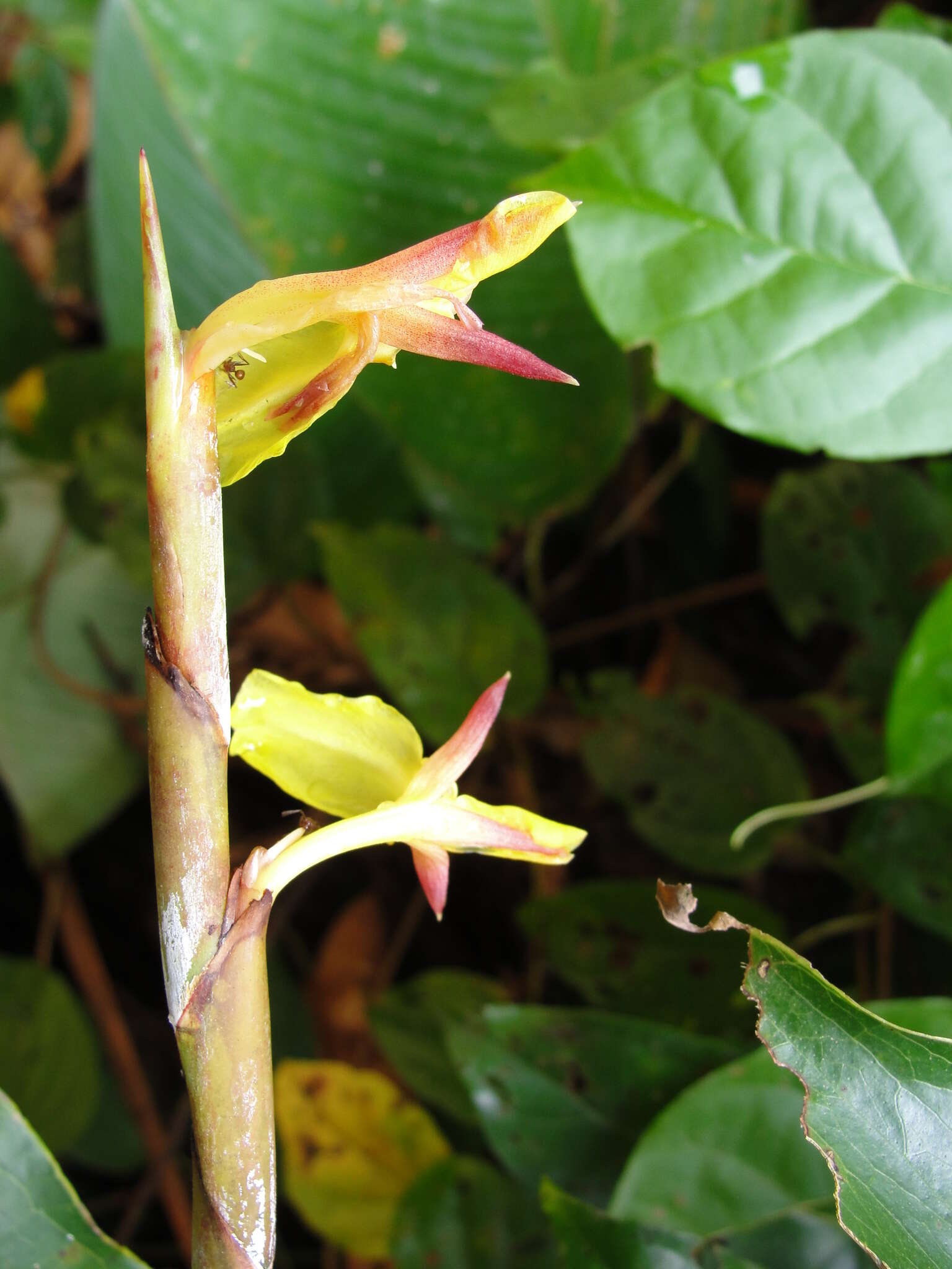 Plancia ëd Ischnosiphon obliquus (Rudge) Körn.