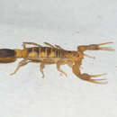 Image of Centruroides robertoi Armas 1976