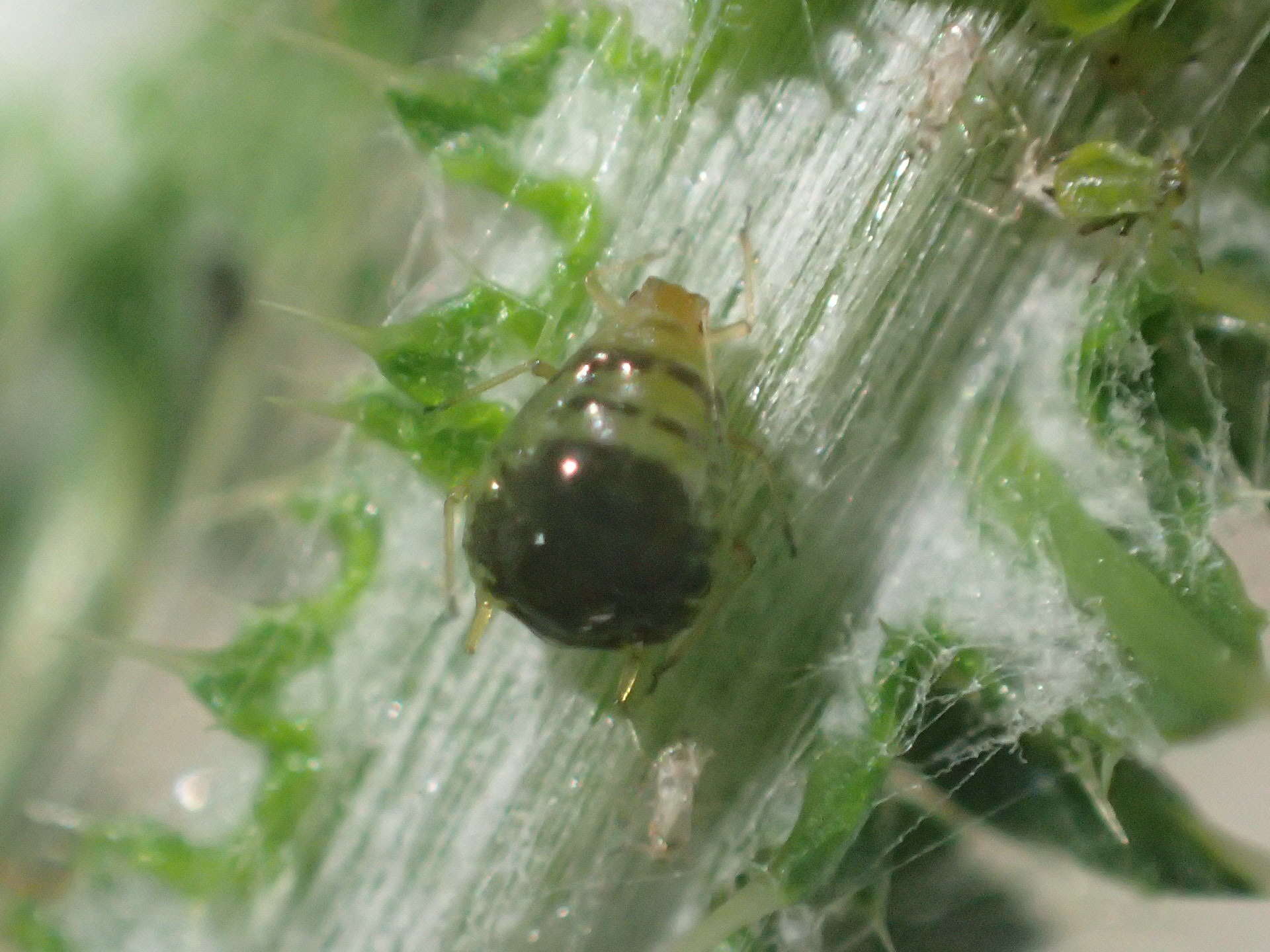 Слика од Brachycaudus (Prunaphis) cardui (Linnaeus 1758)