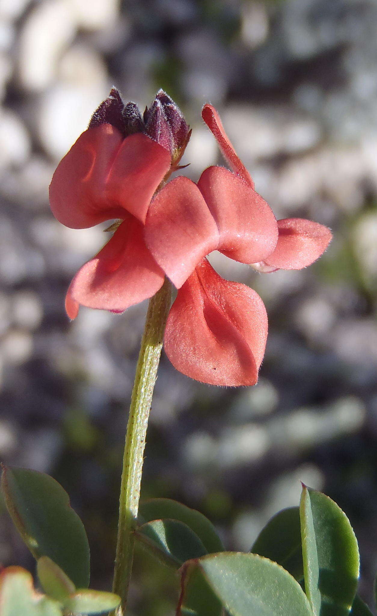 Indigofera porrecta Eckl. & Zeyh.的圖片