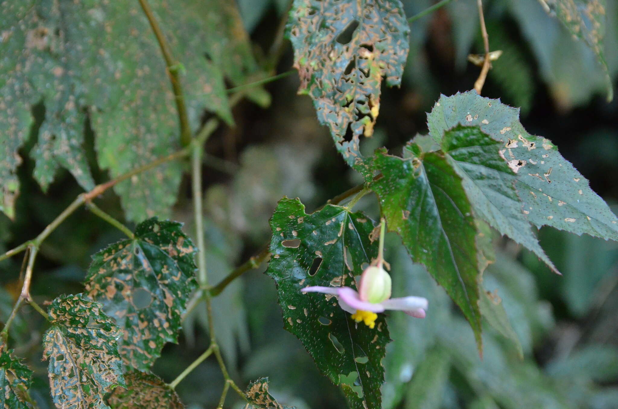 Слика од Begonia buimontana Yamam.