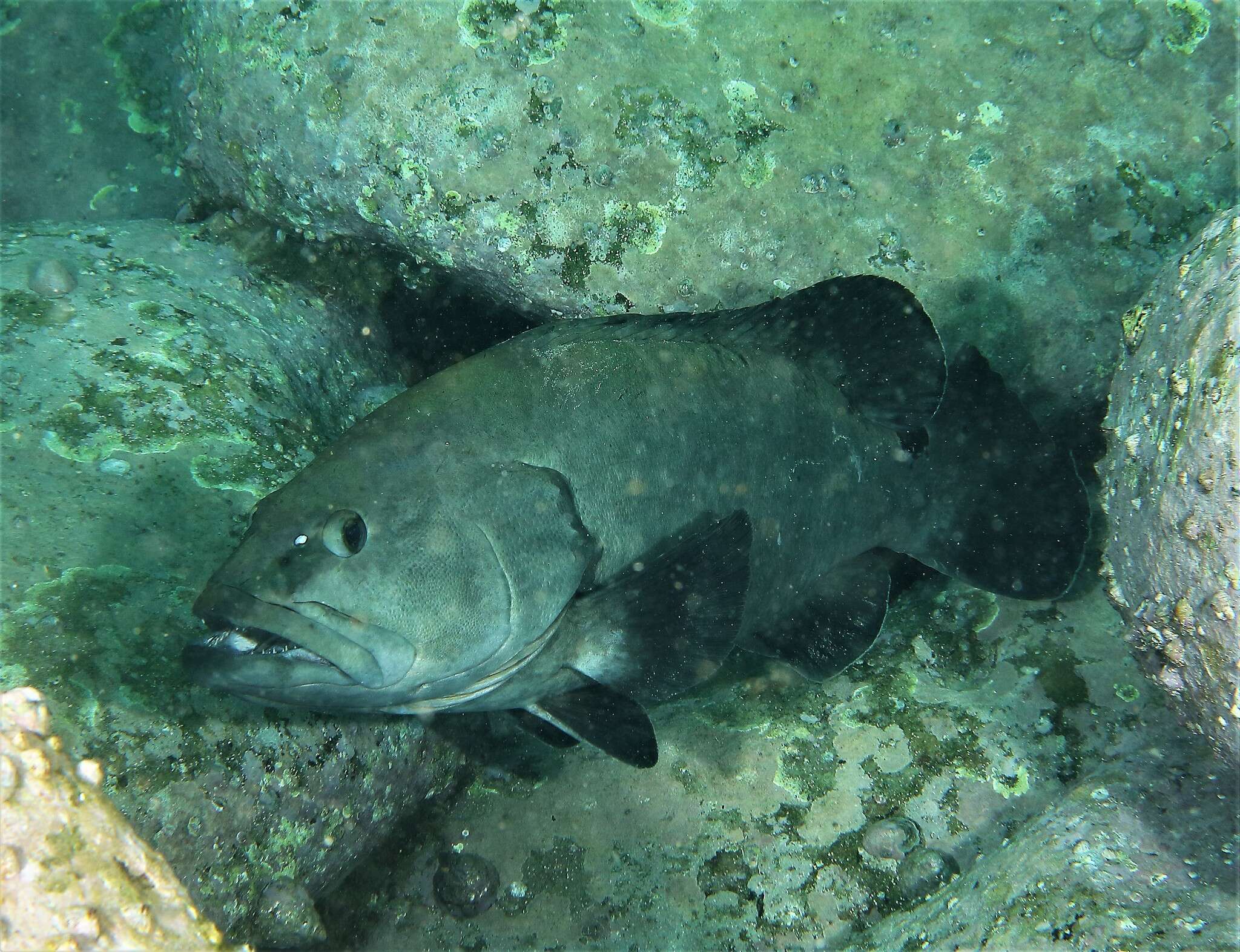 Image of Black cod